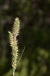 Buxbaum's sedge